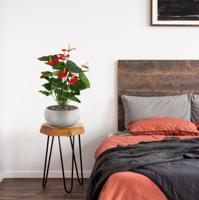 Anthurium kunstplant 60cm - rood - thumbnail