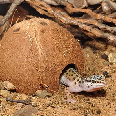 Habistat Aquadistri cocosnoot grot Habistat Aquadistri - Aquadistri Habistat Aquadistri cocosnoot grot Habistat Aquadistri - Aquadistri