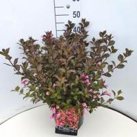 Weigela Florida struik Foliis Purpureis - 60 - 80 cm - 5 stuks - thumbnail
