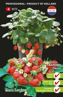Aardbei zaden Tresca (semi-large fruited) - thumbnail
