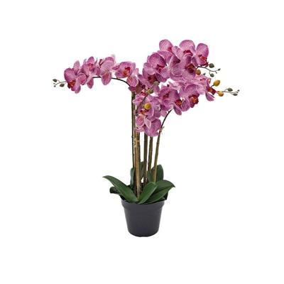 Phalaenopsis Orchidee in pot x5 60 cm Tiger Cerise kunstplant Buitengewoon de Boet - Buitengewoon de boet Phalaenopsis Orchidee in pot x5 60 cm Tiger Cerise kunstplant Buitengewoon de Boet - Buitengewoon de boet