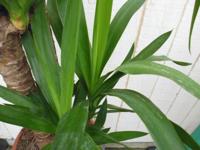 Palmlelie Yucca Elephantipes potmaat 22 cm H100-120 cm 3 stammen kamerplant Warentuin Natuurlijk - Warentuin natuurlijk - thumbnail