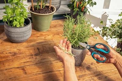 GARDENA 12214-36 HerbCut Tuinschaar - thumbnail