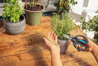 GARDENA HerbCut Set snoeischaar - thumbnail