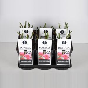 Trosroos (rosa "Bonica"®) - C5 - 1 stuks