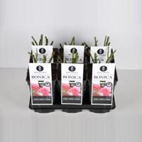 Trosroos (rosa "Bonica"®) - C5 - 1 stuks - thumbnail