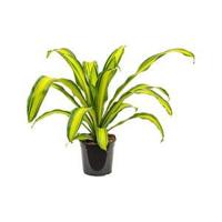 Dracaena charley M kamerplant - thumbnail