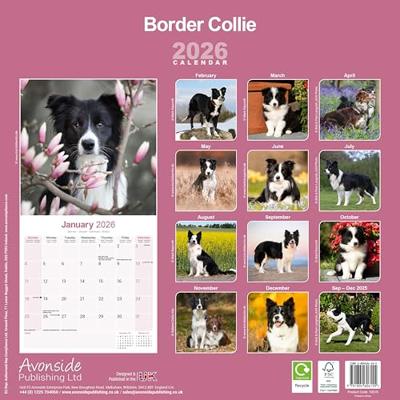 Border Collie Calendar 2026 Square Dog Breed Wall Calendar - 16 Month