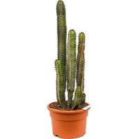 Euphorbia cactus canariensis M kamerplant - thumbnail