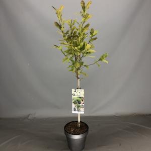 Magnolia struik Stellata op stam - 3 stuks