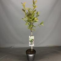 Magnolia struik Stellata op stam - 3 stuks - thumbnail