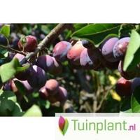 Leipruimenboom - thumbnail