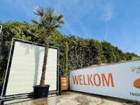 Palmboom - Trachycarpus Fortunei - thumbnail