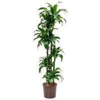 Dracaena dorado jaroma hydrocultuur plant - thumbnail