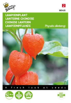 Physalis, Lampionplant Physalis, Lampionplant