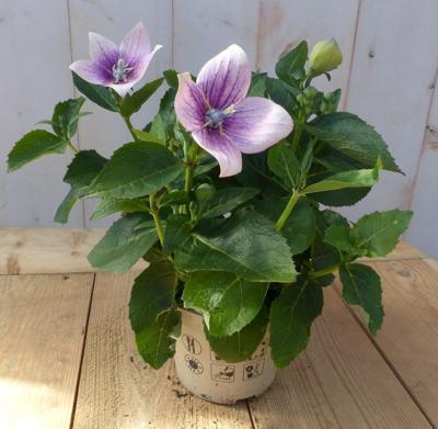 3 stuks! Ballonklokje Platycodon roze Warentuin Natuurlijk - Warentuin natuurlijk