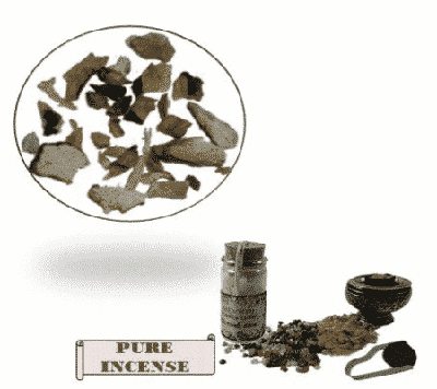 Wierookkruid Angelicawortel