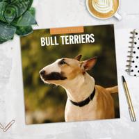 Bull Terrier Kalender 2026 - thumbnail