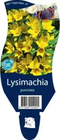 Lysimachia punctata vaste plant Griffioen - Griffioen - thumbnail