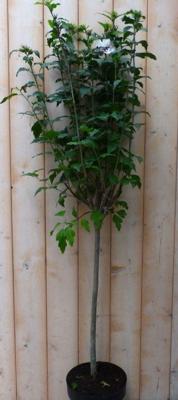 Hibiscus op stam Wit totale hoogte 100 cm Warentuin Natuurlijk - Warentuin natuurlijk
