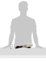 MULTIPET MIGRATOR PLUCHE CANADESE GANS LARGE 38X16X10 CM - thumbnail
