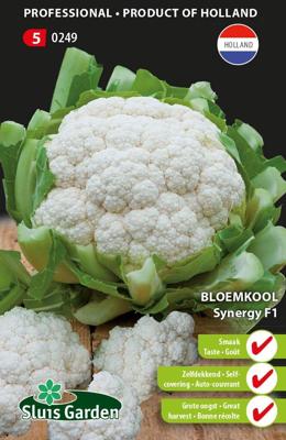 Bloemkool Synergy F1 zaden