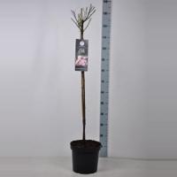 Trosroos op stam (rosa "The Fairy"®) - Stam 90 cm - 1 stuks - thumbnail
