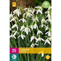 Galanthus elwesii 25 bollen - thumbnail