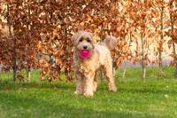 Dog Comets Exoplanet Pink S - thumbnail