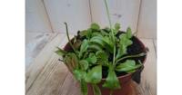 3 stuks! Vleesetende plant Venusvliegenvanger Dionaea Warentuin Natuurlijk - Warentuin natuurlijk - thumbnail