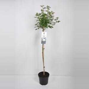 Trosroos op stam (rosa "Aspirin Rose"®) - Op stam 110 cm - 1 stuks