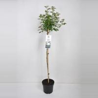 Trosroos op stam (rosa "Aspirin Rose"®) - Op stam 110 cm - 1 stuks - thumbnail