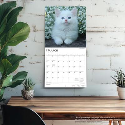 Kittens Kalender 2026