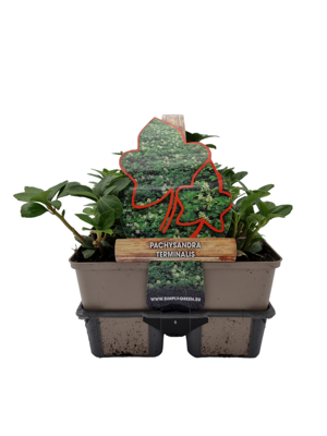 Schaduwkruid (pachysandra terminalis) bodembedekker - 6-pack - 1 stuks