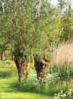 Knotwilgen 50x70cm Tuinschilderij II Customize-it - Customize it - thumbnail