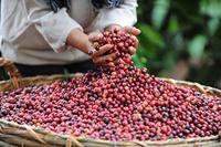 Nescafé Gold Espresso - oploskoffie - 6 x 100 gram - thumbnail