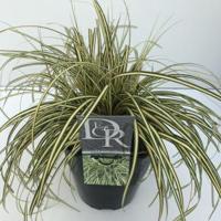 Zegge (Carex oshimensis "Evergold") siergras - In 5 liter pot - 1 stuks - thumbnail