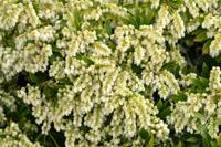 Rotsheide - thumbnail