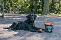 Dog Comets Meteor Shower - thumbnail