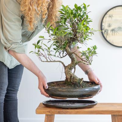 Bonsai Ficus Retusa met keramieken schaal - P40 Bonsai Ficus Retusa met keramieken schaal - P40