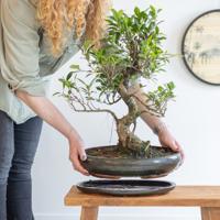 Bonsai Ficus Retusa met keramieken schaal - P40 - thumbnail
