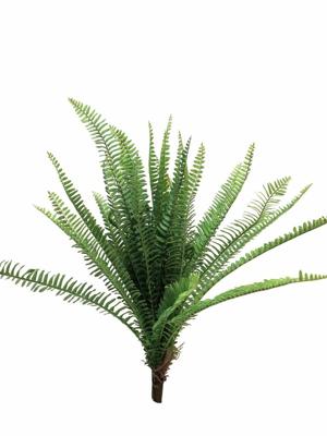 UV Fern Torres Sunrise 60cm