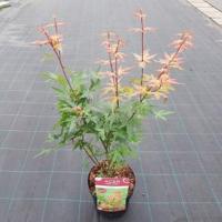 Japanse esdoorn (Acer palmatum "Red Wine") heester - thumbnail