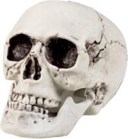 Schedel Mailla met beweegbare kaak 20x15cm - thumbnail