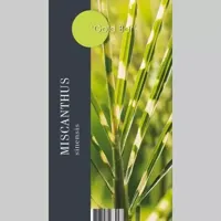 Siergras Miscanthus sinensis Goldbar PBR - Prachtriet 17cm - thumbnail