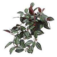 Tradescantia 50x30x23 cm groen Countryfield - Countryfield - thumbnail