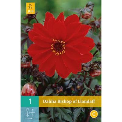 Dahlia Bishop of llandaff