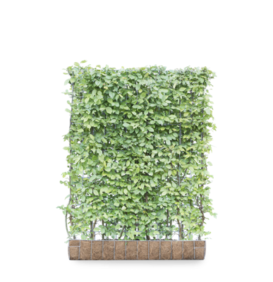 Haagbeuk mobilane kant en klaar haag