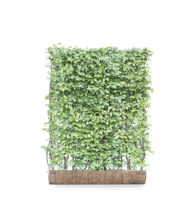 Haagbeuk mobilane kant en klaar haag - thumbnail