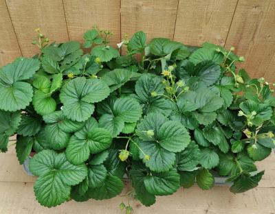 Fragaria Aardbei 10 potjes per tray Warentuin Natuurlijk - Warentuin natuurlijk